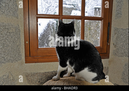 Lustige Tiere Felix Schwarz-Weiß Katze Blick aus Fenster Stockfoto