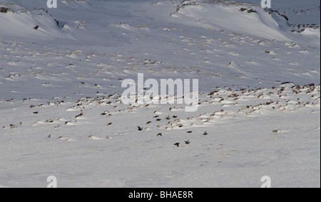 Herde von Moorschneehühner, Lagopus Lagopus Scotica, fliegen über einen verschneiten Grat Stockfoto