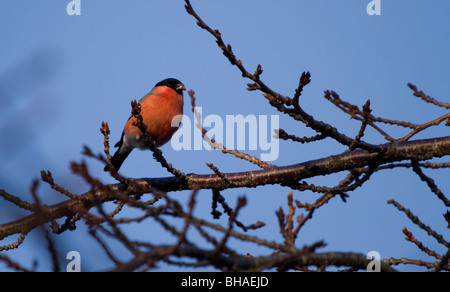 Männliche Gimpel Pyrrhula Pyrrhula, ernähren sich von Knospen im Winter, Perth, Perthshire Stockfoto