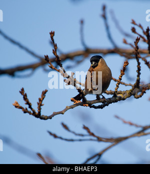 Weiblichen Gimpel Pyrrhula Pyrrhula, ernähren sich von Knospen im Winter, Perth, Perthshire Stockfoto