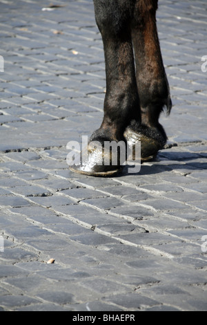 ein Pferd steht auf gepflasterten Straße in Sonne Stockfoto