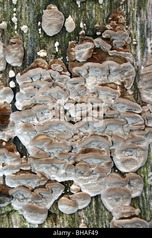 Smoky Halterung Bjerkandera adusta in Ellesmere, Shropshire, Großbritannien Stockfoto