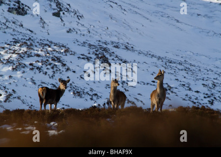 Roter Hirsch, Cervus Elaphus, Hinds in den schottischen Highlands. Stockfoto