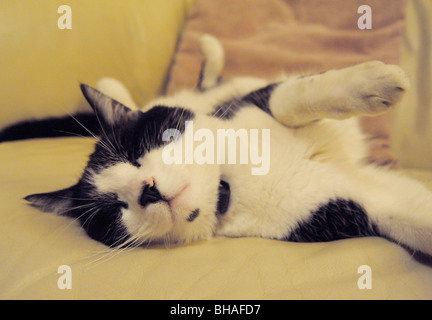 Lustige Tiere Felix Schwarz-Weiß Katze schlafen Stockfoto