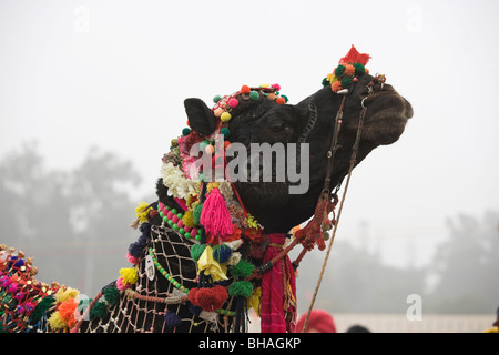 Maghi Mela Indien Punjab Tradition Festival Kamel Stockfoto