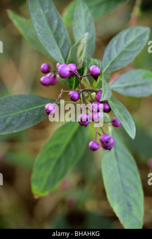 Immergrüne Hortensie Beeren, Dichroa versicolor, Hydrangeaceae, China, Asien Stockfoto