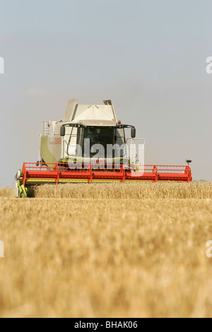 CLAAS Mähdrescher beim Ernten von Weizen Stockfoto