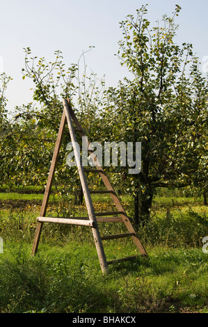 Obstgarten der Hasel (Corylus) Tress zeigt eine traditionelle hölzerne Obstgarten-Leiter Stockfoto