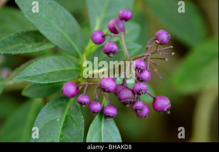 Immergrüne Hortensie Beeren, Dichroa versicolor, Hydrangeaceae, China, Asien Stockfoto