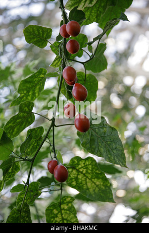 Frucht der Tamarillo oder Baum Tomate, Solanum Betaceum (ehemals Cyphomandra Betacea), Solanaceae, Anden, Südamerika. Stockfoto