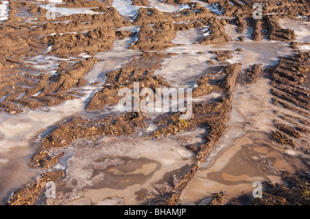Ein Feld mit Eis in den Traktor verfolgt in Suffolk, England, Großbritannien, Vereinigtes Königreich Stockfoto