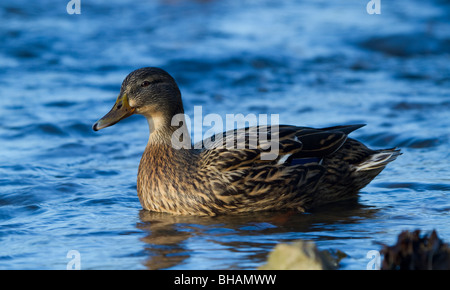 Weibliche Stockente, Anas Platyrhynchos, River Tay, Perth, Perthshire Stockfoto