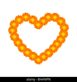 Herz des orangefarbenen Blüten isoliert auf weißem Hintergrund. Stockfoto