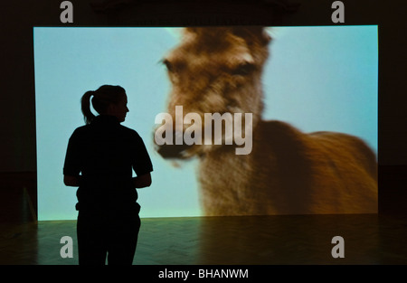 Artwork von Rumänien Künstler Mircea Cantor zeigen bei Artes Mundi 2008 Wales International Visual Art Exhibition und Preis Stockfoto