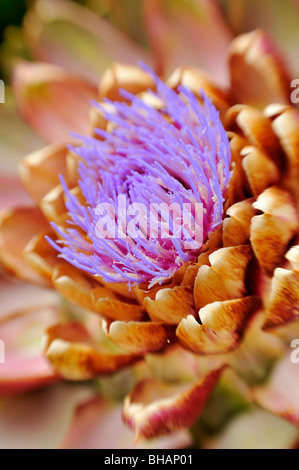 Artischocke mit lebendigen lila Blüte Stockfoto