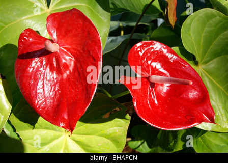 Roten Anthurien Blume (Flamingo-Blume) paarweise. Flamingo-Blumen, die auch als junge Blume genannt Stockfoto