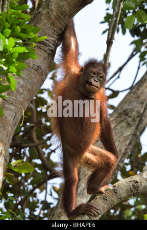 Baby Orang-Utan stehend in einem Baum an dem Naturschutzgebiet Rasa Ria, Kota Kinabalu, Malaysia Borneo Stockfoto