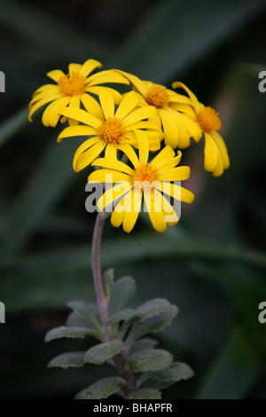Caputia medley-woodii, Senecio medley-woodii, Asteraceae, Südafrika Stockfoto