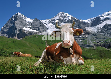 Der Eiger Berg und Alpine Kuh (Bos Taurus) mit Kuhglocke ruht in der Weide, Schweizer Alpen, Schweiz Stockfoto