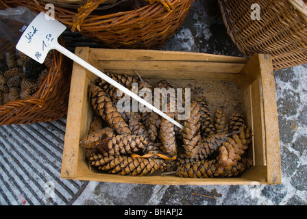 Zapfen zum Verkauf am Viktualienmarkt Quadrat Altstadt München Bayern Deutschland Europa Stockfoto