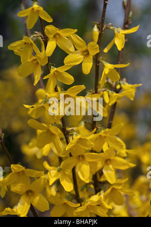 Forsythia Intermedia Courtalyn Stockfoto