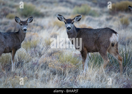 Maultier-Rotwild an Great Sand Dunes National Park und Konserve, Colorado. Stockfoto