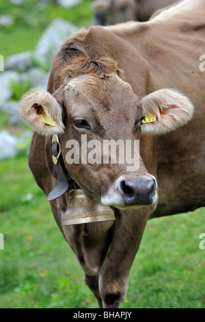 Porträt von Alpine braune Kuh (Bos Taurus) mit Kuhglocke in Meadow, Schweizer Alpen, Schweiz Stockfoto