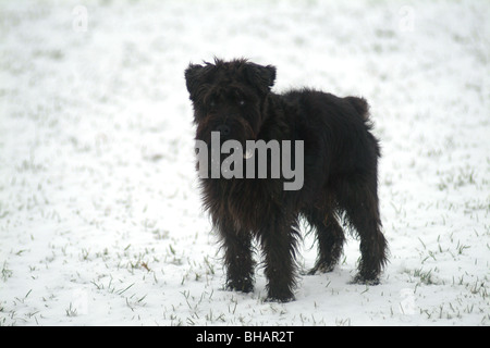 Kleiner schwarzer Hund im Schnee UK Stockfoto