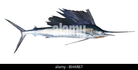 Sailfish echte Fische auf weißen Marlin Billfish isoliert Stockfoto