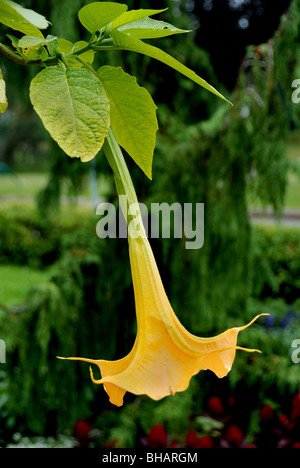 Blume des eine Brugmansia auch bekannt als ein Engel-Trompete Stockfoto