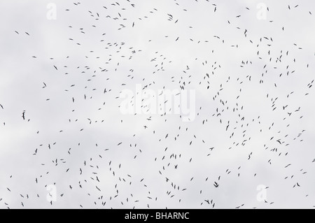 Israel, Galiläa, die Hagal Deponie startete seinen Betrieb im Jahr 1999 und erhält 1200 Tonnen pro Tag. Vögel fliegen über den offenen dump Stockfoto