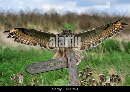 Eurasische Adler-Eule (Bubo Bubo) Landung mit Flügeln verteilt auf Barsch auf Wiese, England, UK Stockfoto