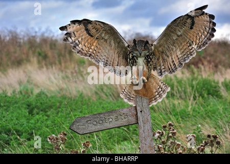 Eurasische Adler-Eule (Bubo Bubo) Landung mit Flügeln verteilt auf Barsch auf Wiese, England, UK Stockfoto