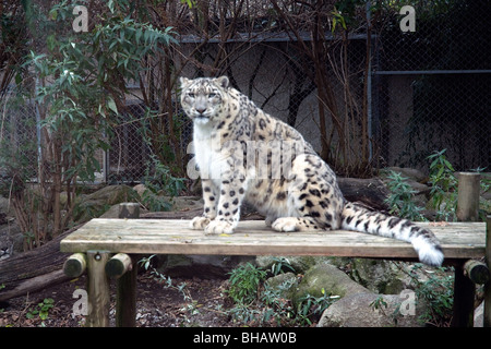 Ein Schneeleopard starrt aus einem Lounge Tisch in der Zoo-D:Asson in der Nähe von Pau in den französischen Pyrenäen Stockfoto