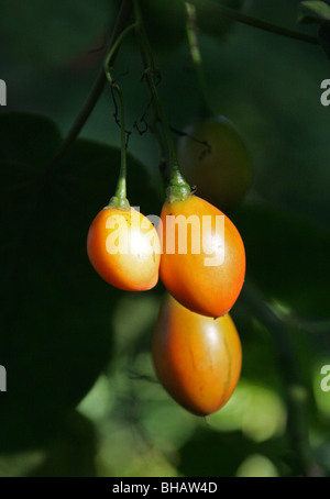 Frucht der Tamarillo oder Baum Tomate, Solanum Betaceum (ehemals Cyphomandra Betacea), Solanaceae, Anden, Südamerika. Stockfoto