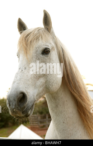 Schönen weißen Pferd weiche Portrait auf Kamera Stockfoto