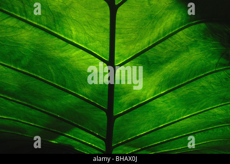 Die riesigen Blätter einer Pflanze Alocasia Blatt detail Stockfoto
