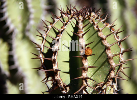 Spitzkoppe, Spitzkop, Groot Spitzkop verbirgt sich der tödliche Euphorbia Virosa Gifboom Pflanzenwelt Stockfoto