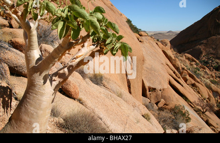 Spitzkoppe, Spitzkop, Groot Spitzkop oder das Matterhorn von Namibia ist eine Sammlung von Granit Berge und Felsen in der Wüste Stockfoto