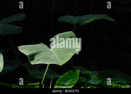 Die Wasser-liebenden Colocasia Esculenta wächst am Ufer eines Teiches Stockfoto