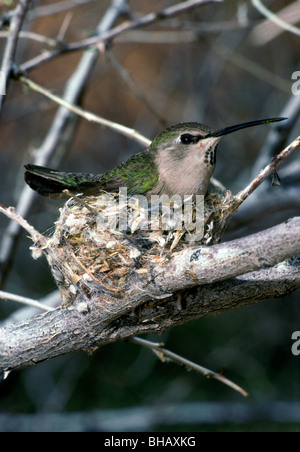 Kolibri des Costas, Calypte besteht, Weiblich, auf nest Stockfoto