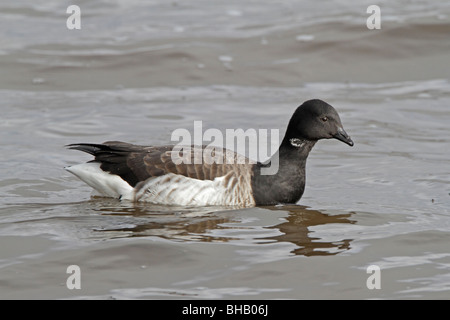 Blasse bauchige Brent Goose am Meer schwimmen Stockfoto