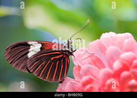 Nahaufnahme von schwarzen, roten und weißen Schmetterling auf rosa Blume am Audubon Insectarium, New Orleans, Louisiana Stockfoto