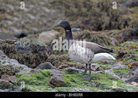 Blasse bauchige Brent Goose auf den Felsen am Meeresufer Stockfoto