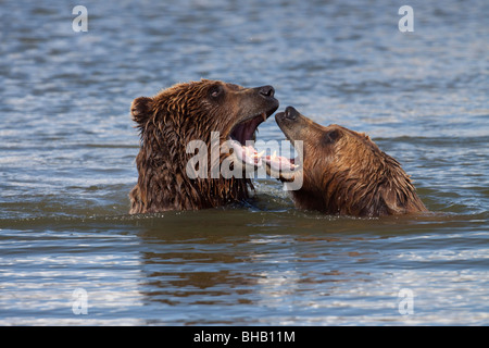 CAPTIVE Grizzly Bären spielen im Wasser im Alaska Wildlife Conservation Center, Yunan Alaska, Stockfoto