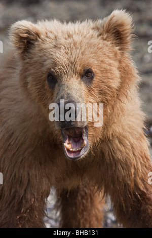 Nahaufnahme von einem jungen Braunbären im Hafen von Geographic im Katmai Nationalpark, Südwest-Alaska, Sommer Stockfoto