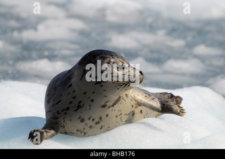 Harbor Seal liegend auf Eisberg im Prinz-William-Sund in Alaska Stockfoto