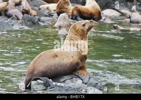 Steller Seelöwen ruht in einer Kolonie auf Segel-Insel im Frederick Sound in der Inside Passage of Southeast Alaska, Sommer Stockfoto