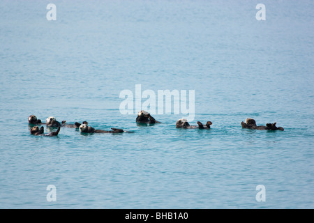 Sea Otter Schwimmen im Prinz-William-Sund, Yunan Alaska, Sommer Stockfoto