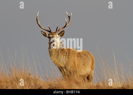 Rotwild-Hirsch Stockfoto